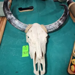 Steer Longhorn w/ Polished Horns