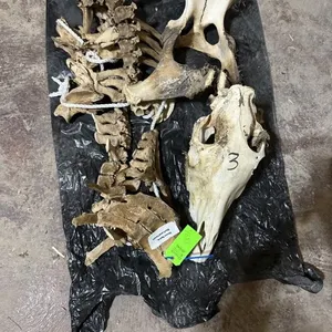 Horse Spine, Skull, & Pelvis