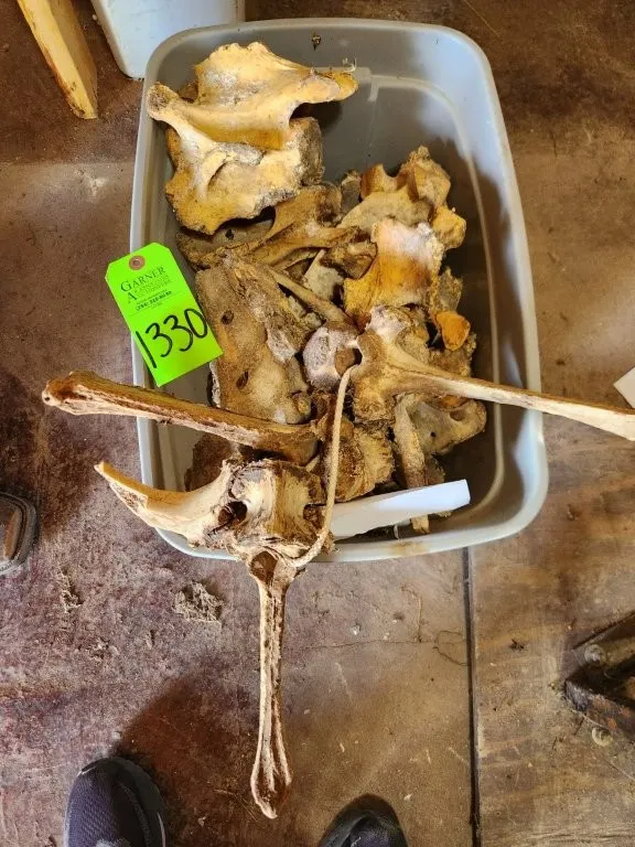 Misc. Camel Bones