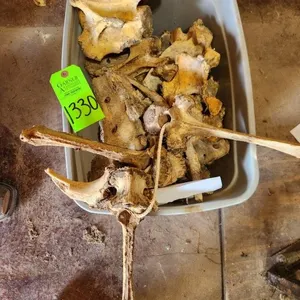 Misc. Camel Bones