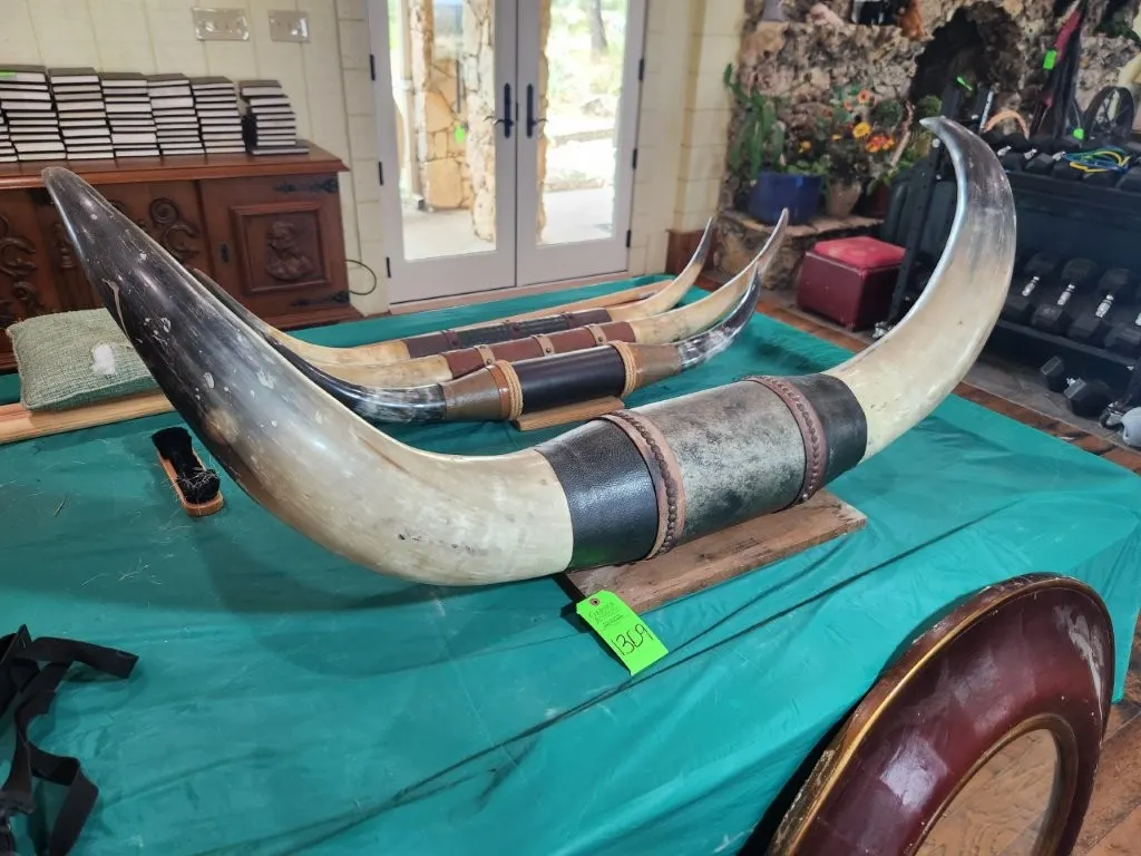 Ankole Watusi Mounted Steer Horns & Wrapped Leather Accents