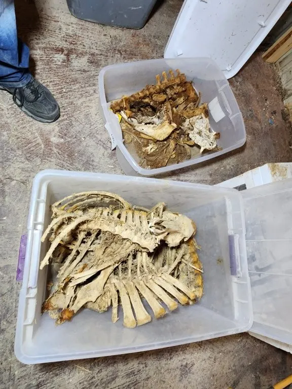 Wild Pig & Wild Boar Skeletons