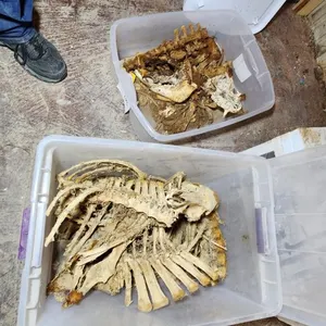 Wild Pig & Wild Boar Skeletons