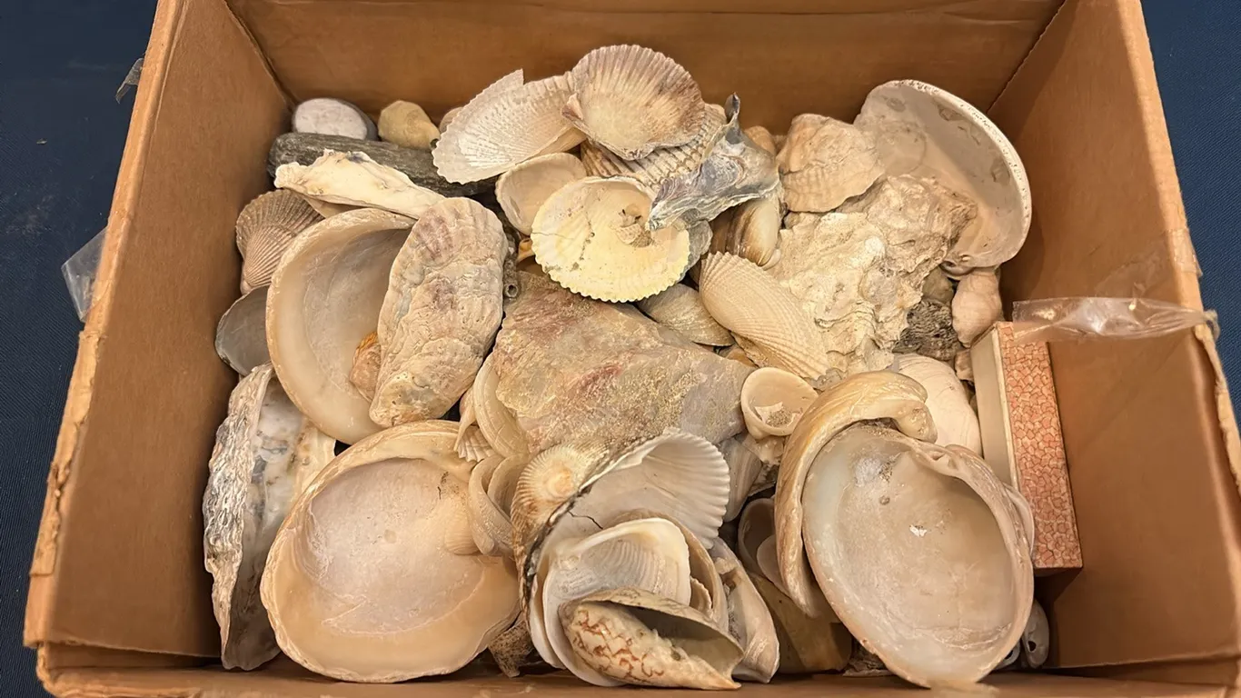 Box of Sea Shells
