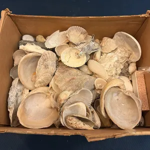 Box of Sea Shells