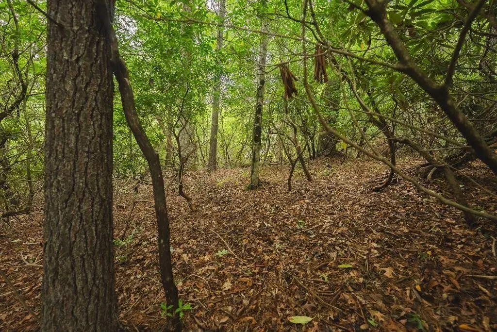 Wooded Lot for Sale in Marion NC!