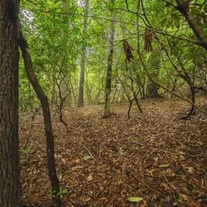 Wooded Lot for Sale in Marion NC!