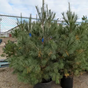 White Pine