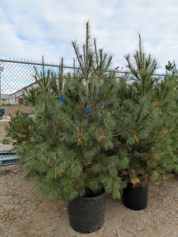 White Pine