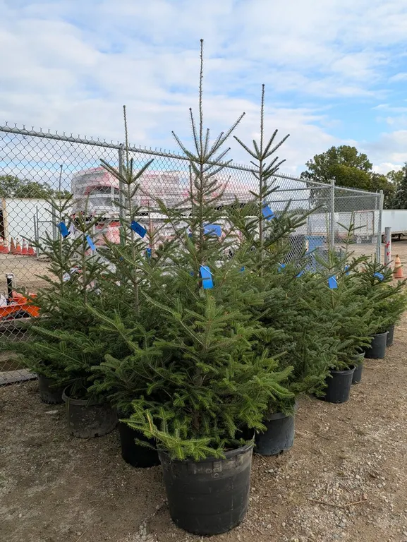 Balsam Fir