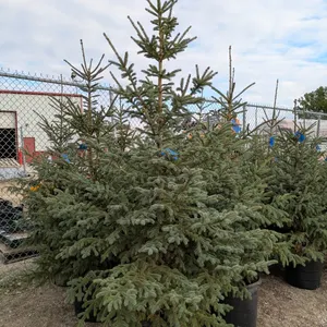 Black Hills Spruce