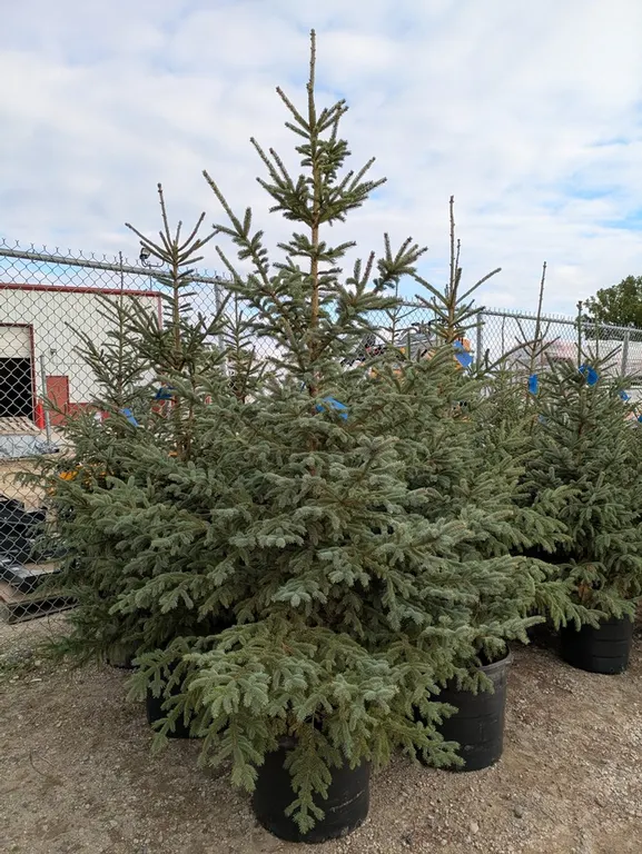 Black Hills Spruce