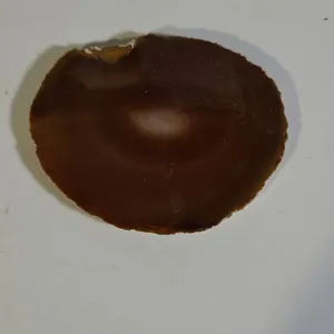 Brown Agate Slice Polished Stone Specimen Display