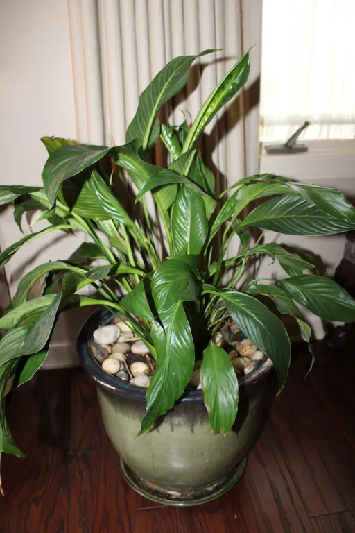 Peace Lily & Planter