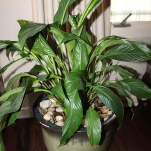 Peace Lily & Planter