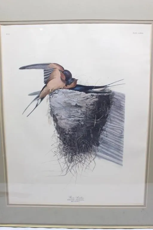 Framed Barn Swallow Print, Plate CLXXIII