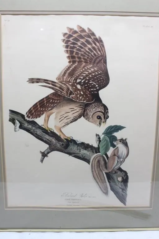 Framed Barred Owl Print, Plate 46