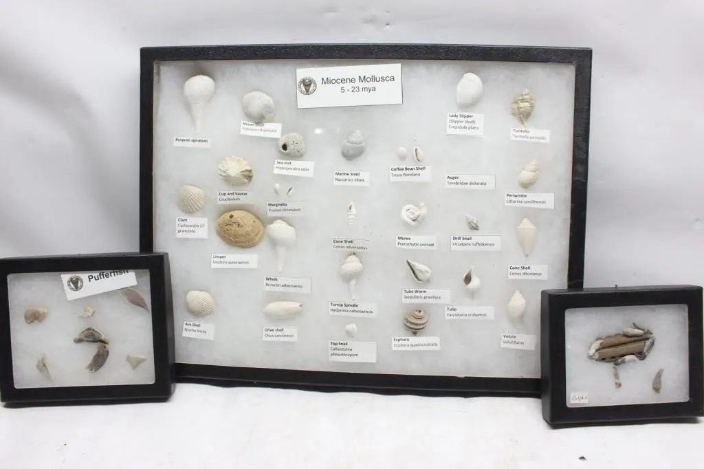Miocene Mollusca Fossil Display Boxes, Set of 3