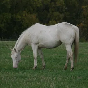 DF SUN SIZZLED 2023 AQHA CREMLLO MARE