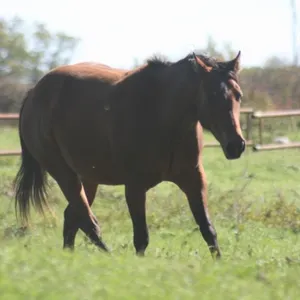 DF WHISKEYSLASTFROST 2022 AQHA BAY MARE