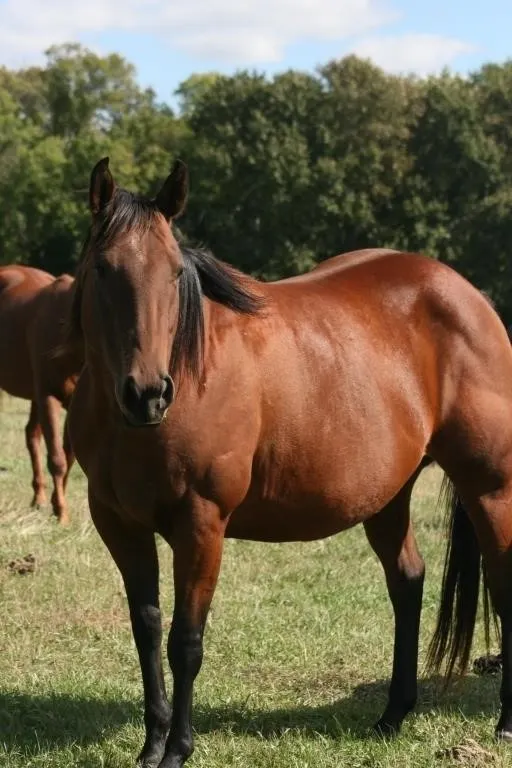 DF FANTSI FROST 2020 AQHA BAY MARE