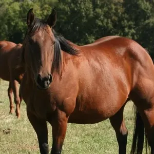 DF FANTSI FROST 2020 AQHA BAY MARE