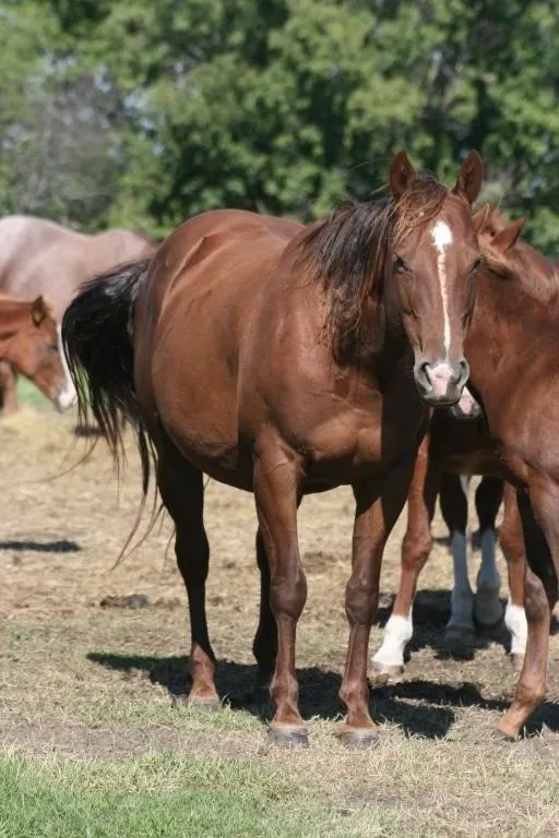 DF TUF COUNTRY FROST 2019 AQHA SORREL MARE