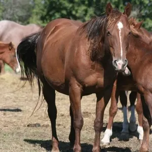 DF TUF COUNTRY FROST 2019 AQHA SORREL MARE
