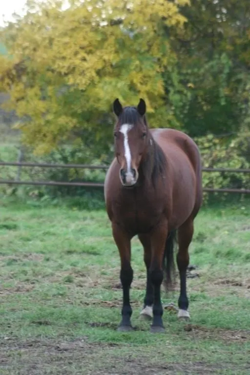 SHES ROYALLY SPECIAL 2019 AQHA BAY MARE