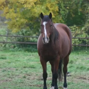 SHES ROYALLY SPECIAL 2019 AQHA BAY MARE