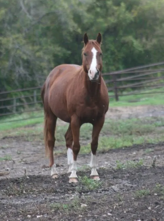 DF SMOKEN HICKORY 2019 AQHA SORREL MARE