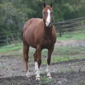 DF SMOKEN HICKORY 2019 AQHA SORREL MARE