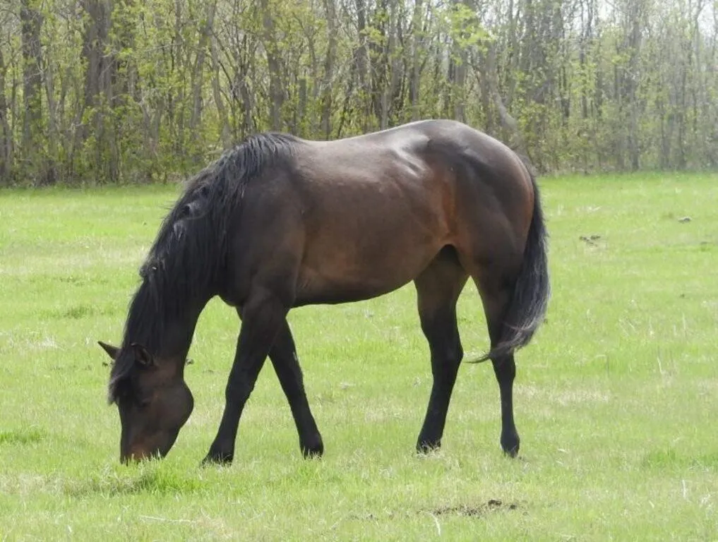 DF SECRETSNTHEFROST 2018 AQHA BAY MARE