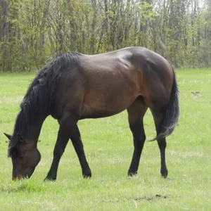 DF SECRETSNTHEFROST 2018 AQHA BAY MARE