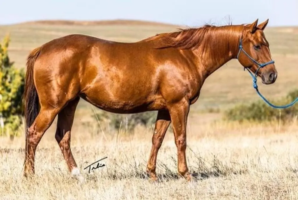 BULLYS HAPPY CACHITA 2016 AQHA SORREL MARE
