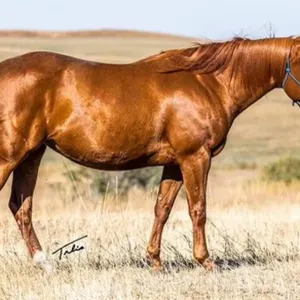 BULLYS HAPPY CACHITA 2016 AQHA SORREL MARE