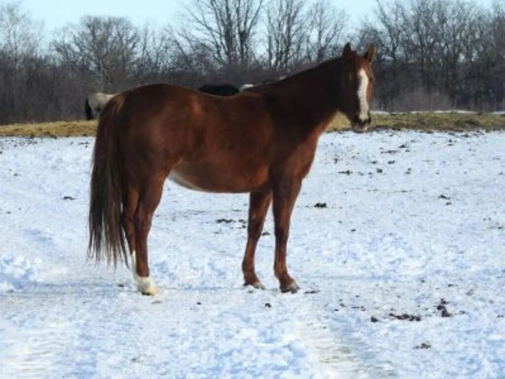 DF GENUINE JEWEL 2014 AQHA SORREL MARE
