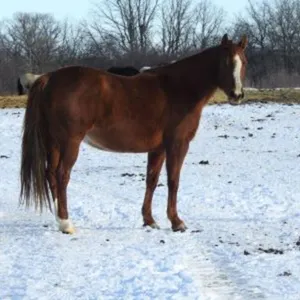 DF GENUINE JEWEL 2014 AQHA SORREL MARE