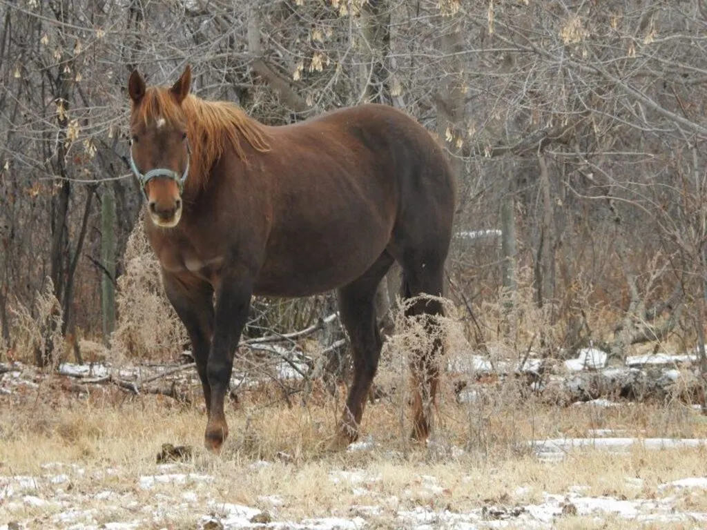 FIRE AND FORUTNE 2014 AQHA SORREL MARE