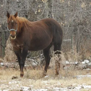 FIRE AND FORUTNE 2014 AQHA SORREL MARE