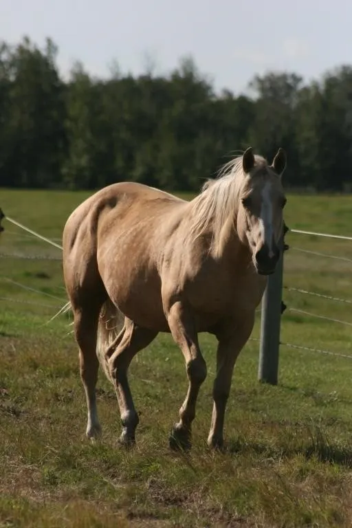 BOOGIES DEE JAE 2013 AQHA PALOMINO MARE