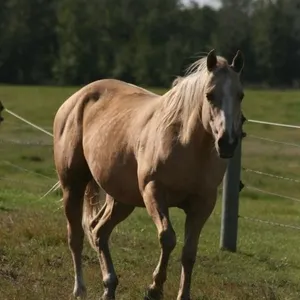 BOOGIES DEE JAE 2013 AQHA PALOMINO MARE