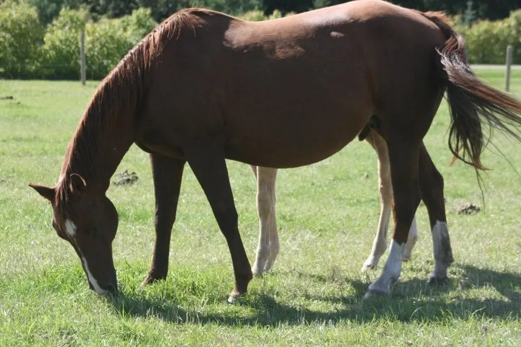 DF A WING AN APRAYER 2013 AQHA SORREL MARE