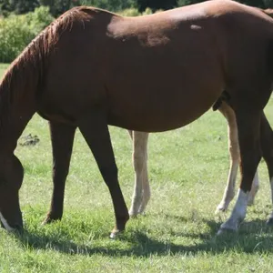 DF A WING AN APRAYER 2013 AQHA SORREL MARE