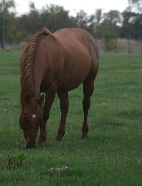 MONEY GOES EZZY 2012 AQHA RED DUN MARE