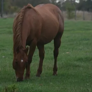 MONEY GOES EZZY 2012 AQHA RED DUN MARE