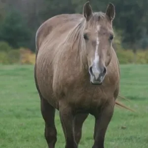 DF A GOLD NUGGET 2013 AQHA PALOMINO MARE