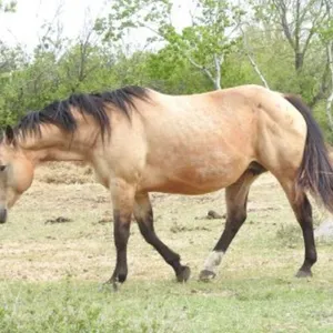 DF AN EARLY FROST 2010 AQHA BUCKSKIN MARE