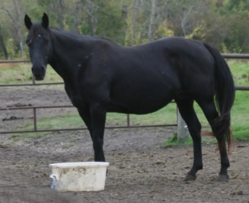 LENAS LITTLE FEATURE 2011 AQHA BLACK MARE