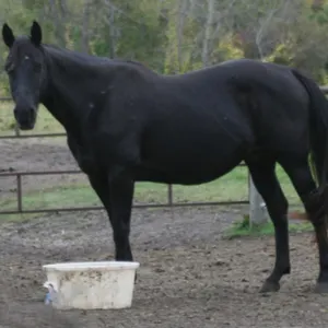 LENAS LITTLE FEATURE 2011 AQHA BLACK MARE